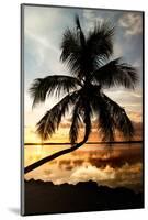 Palm Paradise at Sunset - Florida - USA-Philippe Hugonnard-Mounted Photographic Print