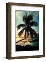 Palm Paradise at Sunset - Florida - USA-Philippe Hugonnard-Framed Photographic Print