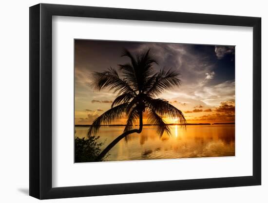 Palm Paradise at Sunset - Florida - USA-Philippe Hugonnard-Framed Photographic Print