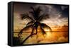 Palm Paradise at Sunset - Florida - USA-Philippe Hugonnard-Framed Stretched Canvas