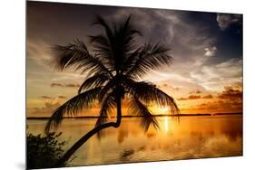 Palm Paradise at Sunset - Florida - USA-Philippe Hugonnard-Mounted Photographic Print