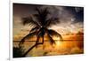 Palm Paradise at Sunset - Florida - USA-Philippe Hugonnard-Framed Photographic Print