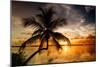 Palm Paradise at Sunset - Florida - USA-Philippe Hugonnard-Mounted Photographic Print