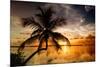 Palm Paradise at Sunset - Florida - USA-Philippe Hugonnard-Mounted Premium Photographic Print