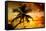 Palm Paradise at Sunset - Florida - USA-Philippe Hugonnard-Framed Stretched Canvas