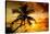 Palm Paradise at Sunset - Florida - USA-Philippe Hugonnard-Stretched Canvas