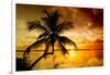 Palm Paradise at Sunset - Florida - USA-Philippe Hugonnard-Framed Photographic Print