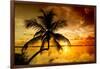 Palm Paradise at Sunset - Florida - USA-Philippe Hugonnard-Framed Photographic Print