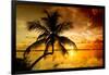 Palm Paradise at Sunset - Florida - USA-Philippe Hugonnard-Framed Photographic Print