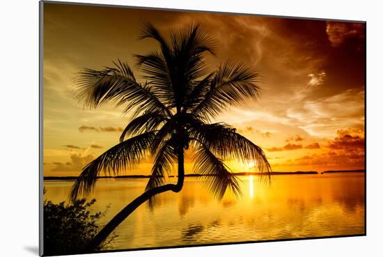 Palm Paradise at Sunset - Florida - USA-Philippe Hugonnard-Mounted Photographic Print