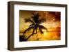 Palm Paradise at Sunset - Florida - USA-Philippe Hugonnard-Framed Photographic Print