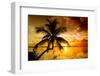 Palm Paradise at Sunset - Florida - USA-Philippe Hugonnard-Framed Photographic Print