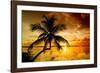 Palm Paradise at Sunset - Florida - USA-Philippe Hugonnard-Framed Photographic Print