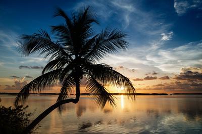 https://imgc.allpostersimages.com/img/posters/palm-paradise-at-sunset-florida-usa_u-L-PZ52SE0.jpg?artPerspective=n