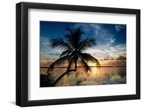 Palm Paradise at Sunset - Florida - USA-Philippe Hugonnard-Framed Photographic Print