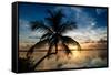 Palm Paradise at Sunset - Florida - USA-Philippe Hugonnard-Framed Stretched Canvas