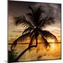 Palm Paradise at Sunset - Florida - USA-Philippe Hugonnard-Mounted Photographic Print