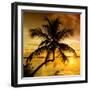 Palm Paradise at Sunset - Florida - USA-Philippe Hugonnard-Framed Photographic Print