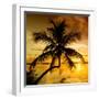 Palm Paradise at Sunset - Florida - USA-Philippe Hugonnard-Framed Photographic Print