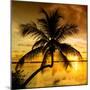 Palm Paradise at Sunset - Florida - USA-Philippe Hugonnard-Mounted Photographic Print