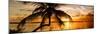 Palm Paradise at Sunset - Florida - USA-Philippe Hugonnard-Mounted Photographic Print