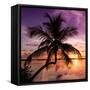 Palm Paradise at Sunset - Florida - USA-Philippe Hugonnard-Framed Stretched Canvas