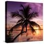 Palm Paradise at Sunset - Florida - USA-Philippe Hugonnard-Stretched Canvas