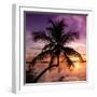 Palm Paradise at Sunset - Florida - USA-Philippe Hugonnard-Framed Photographic Print