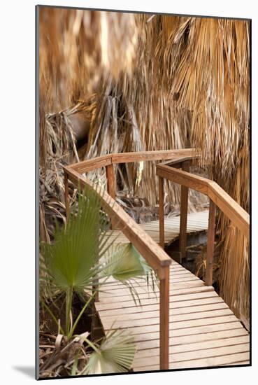 Palm Pathway II-Karyn Millet-Mounted Photographic Print
