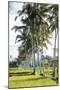 Palm Pathway-Joseph Eta-Mounted Giclee Print