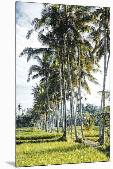 Palm Pathway-Joseph Eta-Mounted Giclee Print