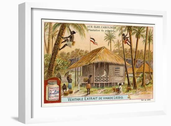 Palm Plantation, Caroline Islands-null-Framed Giclee Print