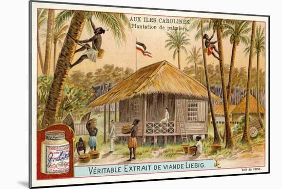 Palm Plantation, Caroline Islands-null-Mounted Giclee Print