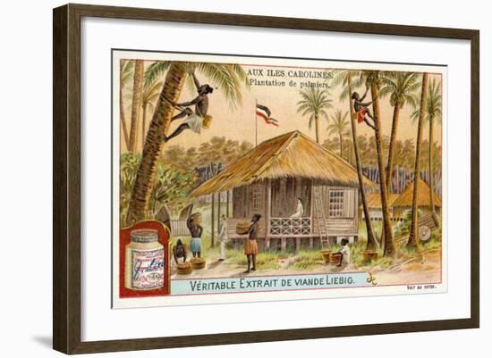 Palm Plantation, Caroline Islands-null-Framed Giclee Print