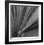 Palm Pleats-Edward Asher-Framed Giclee Print