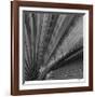 Palm Pleats-Edward Asher-Framed Giclee Print