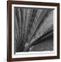 Palm Pleats-Edward Asher-Framed Giclee Print