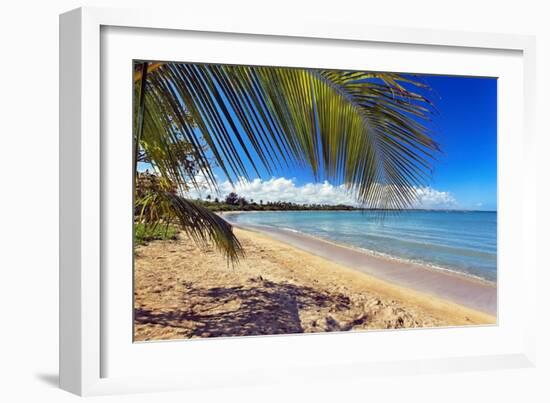 Palm Shadow II-George Oze-Framed Photographic Print