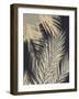 Palm Shadows Cream II-Melonie Miller-Framed Art Print