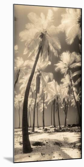 Palm Shadows I-Susan Friedman-Mounted Photographic Print