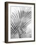 Palm Shadows I-Melonie Miller-Framed Art Print