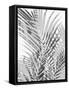 Palm Shadows III-Melonie Miller-Framed Stretched Canvas