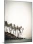 Palm Shores-Florian Schleinig-Mounted Giclee Print