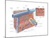 Palm Side of Hand and Cross Section of Wrist. Human Anatomy-Encyclopaedia Britannica-Mounted Poster