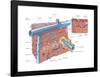 Palm Side of Hand and Cross Section of Wrist. Human Anatomy-Encyclopaedia Britannica-Framed Poster