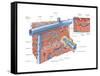 Palm Side of Hand and Cross Section of Wrist. Human Anatomy-Encyclopaedia Britannica-Framed Stretched Canvas