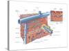 Palm Side of Hand and Cross Section of Wrist. Human Anatomy-Encyclopaedia Britannica-Stretched Canvas