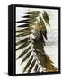 Palm Sienna I-John Butler-Framed Stretched Canvas