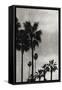 Palm Silhouette on Silver I-Kate Bennett-Framed Stretched Canvas