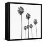 Palm Sky Black, 2024-Alex Hanson-Framed Stretched Canvas